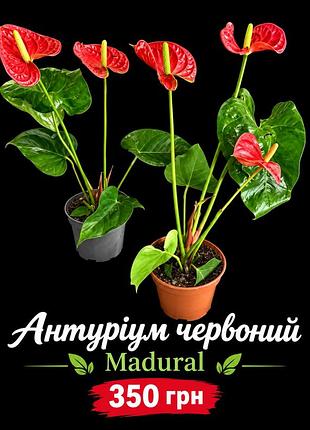 Антуріум червоний madural