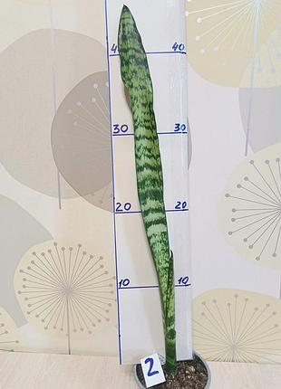 Сансевиерия зейланика, детка