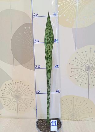Сансевиерия винтергрин