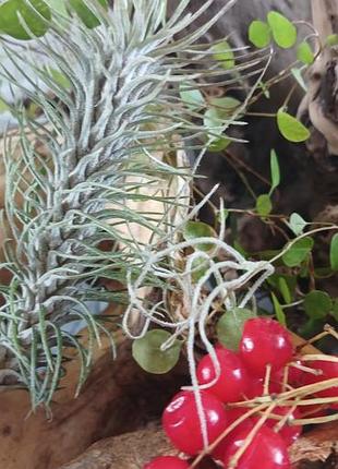 Кімнатні рослини tillandsia funckiana recurvafolia