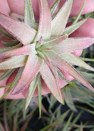 Ionantha vanhyningii кущ