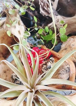Кімнатні рослини tillandsia brachycaulos abdita