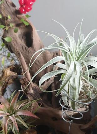 Кімнатні рослини tillandsia gardneri