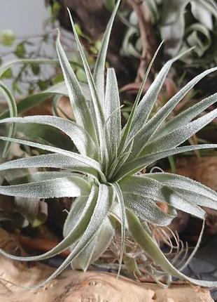 Кімнатні рослини tillandsia gardneri 2