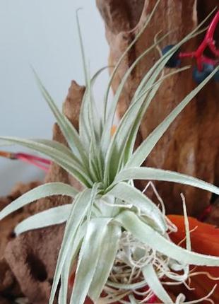 Кімнатні рослини tillandsia gardneri 3