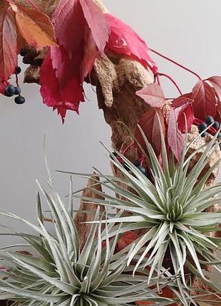Кімнатні рослини tillandsia gardneri 5