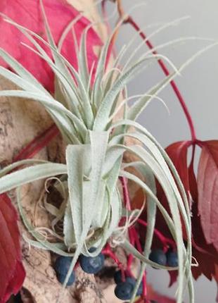 Кімнатні рослини tillandsia gardneri 4