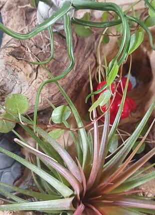 Кімнатні рослини tillandsia red forest