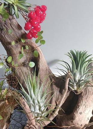 Кімнатні рослини tillandsia ionanta ron