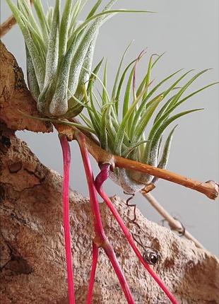 Кімнатні рослини tillandsia scaposa (колбі)