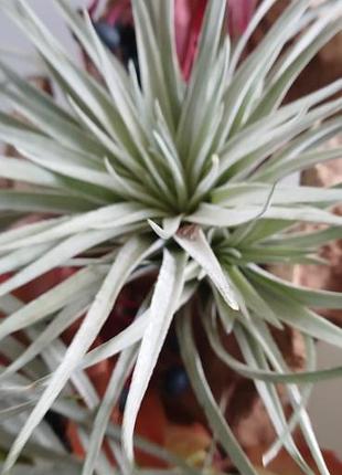 Кімнатні рослини tillandsia houston (silver) 2