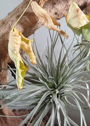 Кімнатні рослини tillandsia houston (silver)