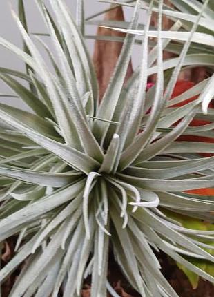 Кімнатні рослини tillandsia houston (silver) 3