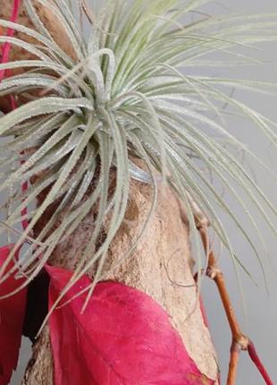 Кімнатні рослини tillandsia magnusiana
