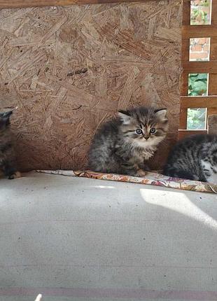 Кошенята в добрі руки 2