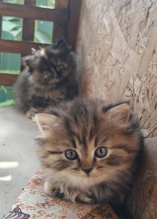 Кошенята в добрі руки 3