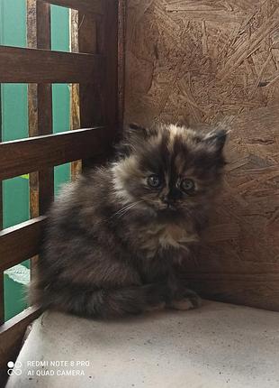 Кошенята в добрі руки 7