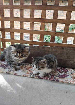 Кошенята в добрі руки 9