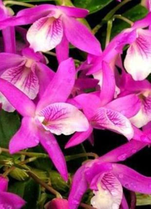 Дендробиум 
dendrobium  rainbow danse