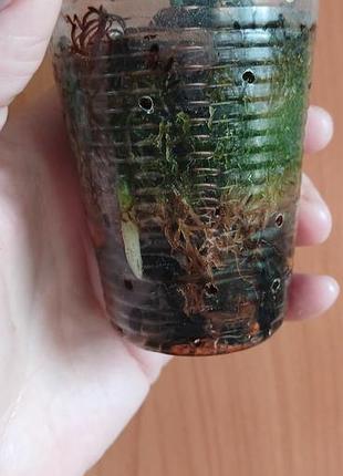 Орхидея  
doritis pulcherrima var marmorata 3