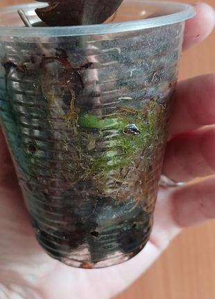 Орхидея  
doritis pulcherrima var marmorata 4