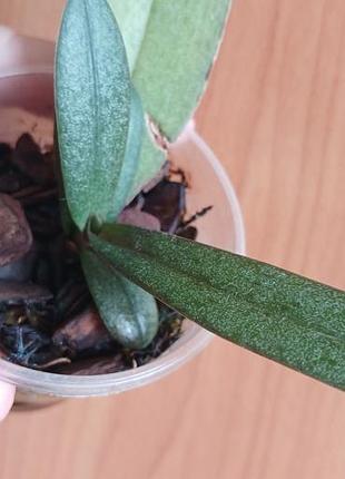 Орхидея  
doritis pulcherrima var marmorata 2