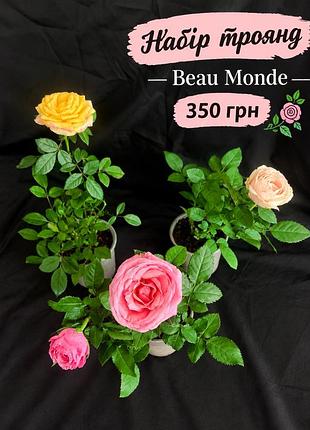 🌺 набір троянд кімнатних beau monde 🌺 3 кольори