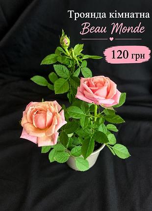 Троянда кімнатна beau monde. рожева