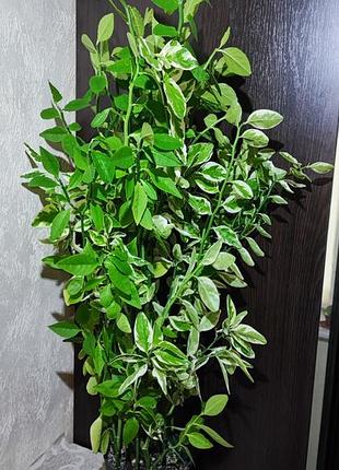 Педалиантус (pedilanthus tithymaloides variegatus)