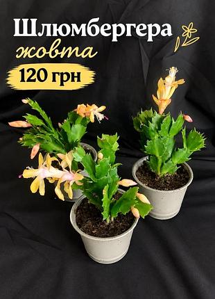 Шлюмбергера жовта