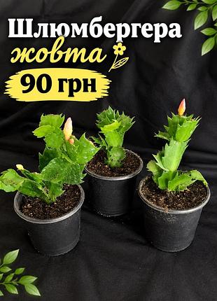 Шлюмбергера жовта
