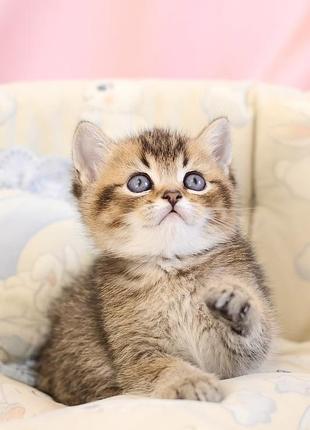 Шотландський котик золота шиншила