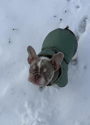 Комбінезон pet fashion зимовий для собак, розмір s