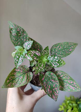Гипоэст листоколосочный _ hypoestes phyllostachya, розовый