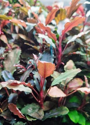 Буцефаландра sp. red aphrodisiac nanga sukayat (bucephalandra sp. red aphrodisiac nanga sukayat)
