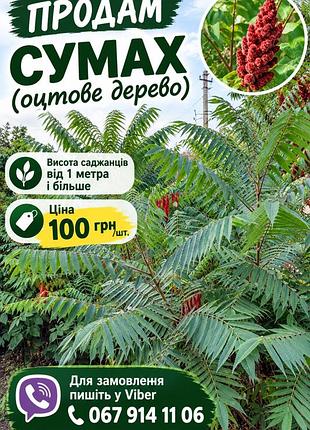 Саджанці декоративних дерев сумах (оцтове дерево)