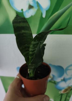 Кімнатні рослини sansevieria hahnii 2