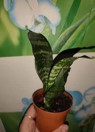 Кімнатні рослини sansevieria hahnii