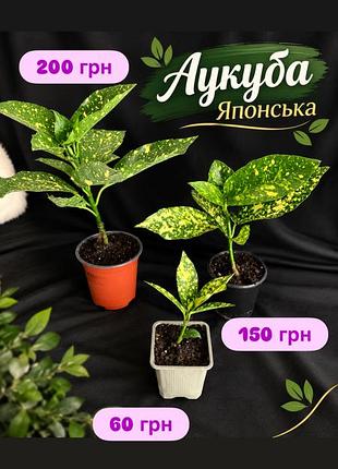 Аукуба японська