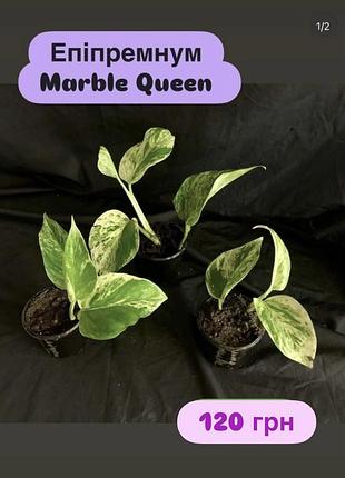 Епіпремнум marble queen