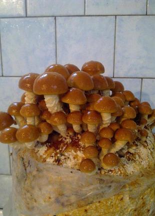Мицелий грибов фолиота намеко японские опята