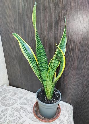 Сансевієрія трисмугова лауренті (sansevieria trafasciata laurentii)