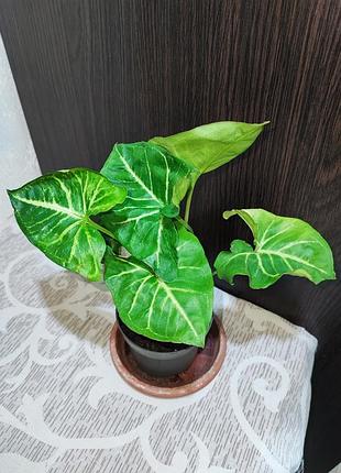 Сингониум нежный (syngonium podophyllum)