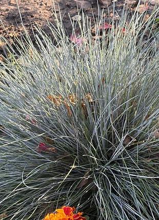 Вівсяниця сиза (festuca glauca) — стильний і невибагливий багаторічний злак