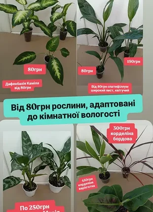 Від 80грн спатифіллум широкий лист, дифенбахія каміла, аглаонема марія, банан, варієгатна корделіна, ароїдні ліани у горщиках епіпремнум себу блу