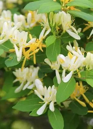 Жимолость японська саджанці lonicera japonica aureoreticulata напіввічнозелена ліана