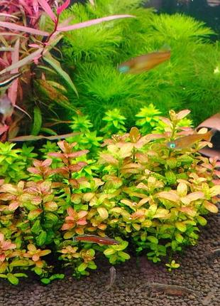 Ротала арагвая/куфея (rotala sp. araguaia/cuphea analagoidea)