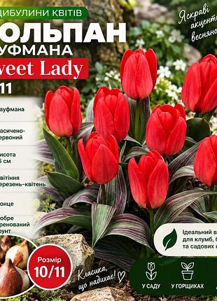 Тюльпан кауфмана sweet lady 10/11, 1 шт