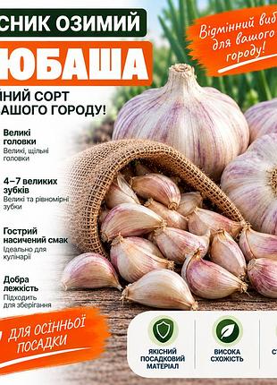 Часник озимий любаша, 0,5кг