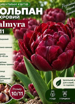 Тюльпан махровий palmyra 10/11, 1 шт